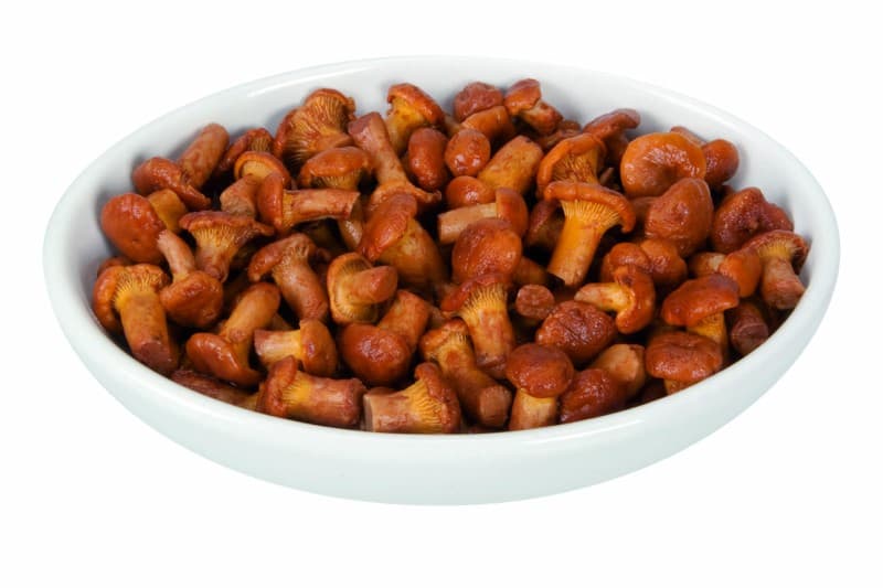 Funghi Gallinacci Piccoli