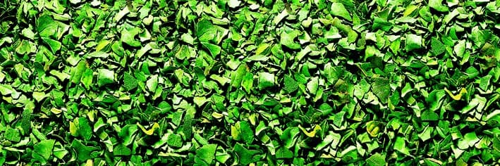 Basilico - Liofilizzato