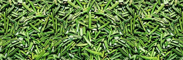 Rosmarino - Liofilizzato